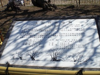 CIMG0917.jpg
