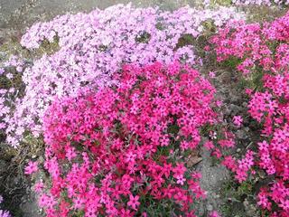 DSCF0124-2.jpg
