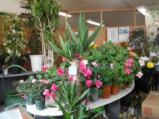 DSCF0204-2.jpg