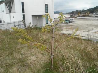 DSCF0336-2.jpg