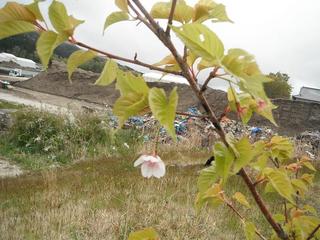 DSCF0337-2.jpg