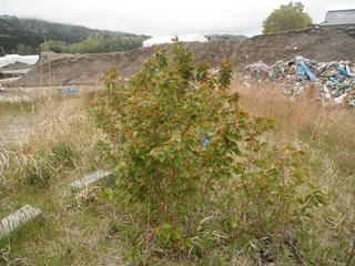 DSCF0342-2.jpg