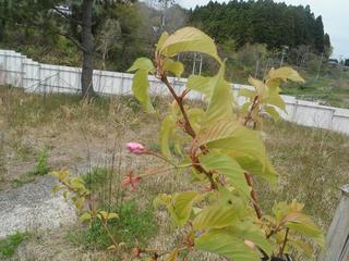 DSCF0344-2.jpg