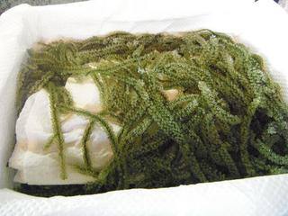 DSCF4182-2.jpg