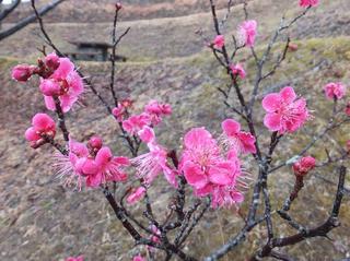 DSCF4473-2.jpg