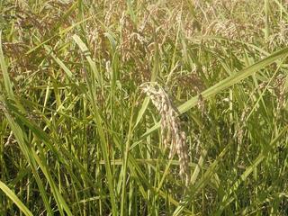 DSCF4544-2.jpg