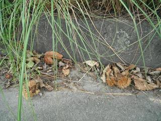 DSCF4748-2.jpg