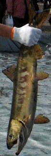 DSCF5887-2.jpg