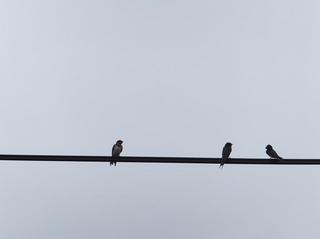 DSCF6176-2.jpg
