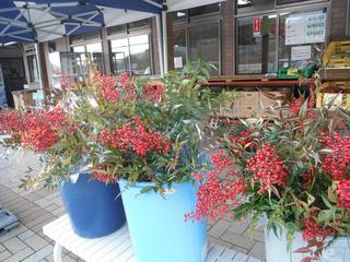DSCF6201-2.jpg