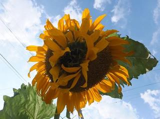 DSCF6260-2.jpg