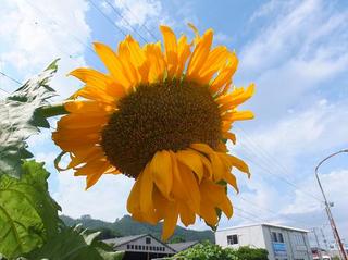 DSCF6262-2.jpg