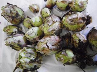 DSCF6671-2.jpg