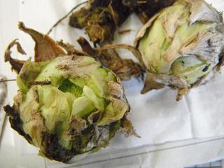 DSCF6672-2.jpg