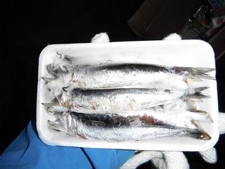 DSCF6809-2.jpg
