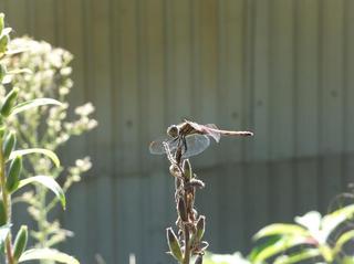 DSCF7664-2.jpg