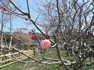 DSCF9024-2.jpg