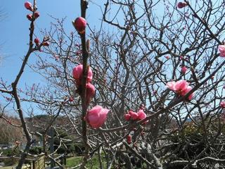 DSCF9025-2.jpg