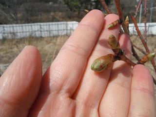DSCF9154-2.jpg