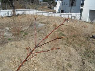 DSCF9155-2.jpg