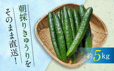 白石集落農業生産組合 きゅうり(約5kg).jpg