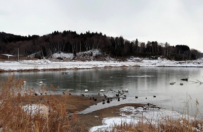 白鳥22021-02-13.jpg