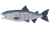 鮭 小.png