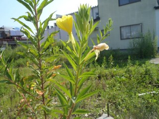 P8150962-3.jpg