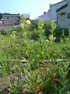 P8150964-3.jpg