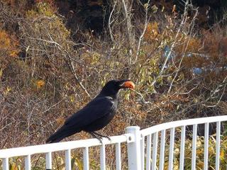 PB290247-2.jpg