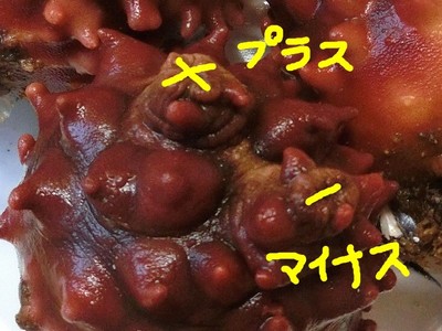 s-CIMG5670-2+-.jpg